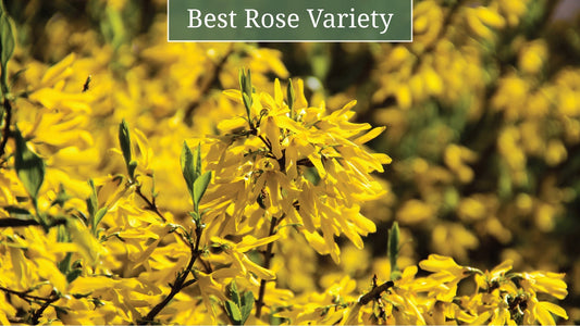 How to Choose the Best Rose Variety for Your Garden