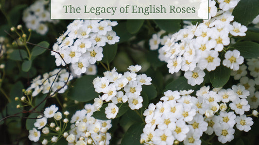 The Legacy of English Roses: History, Symbolism, and Enduring Beauty