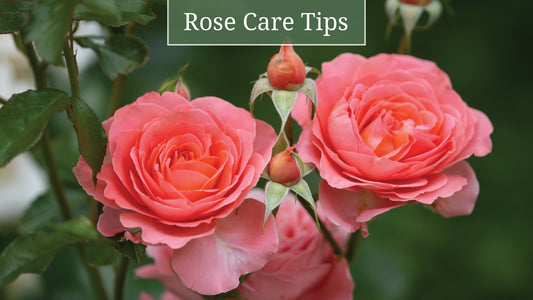 Essential Rose Care Tips for a Flourishing Garden