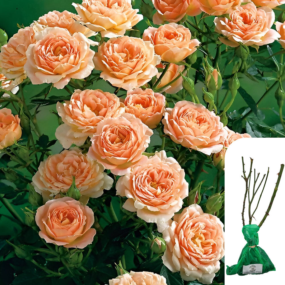 Rosa Sweet Dreams