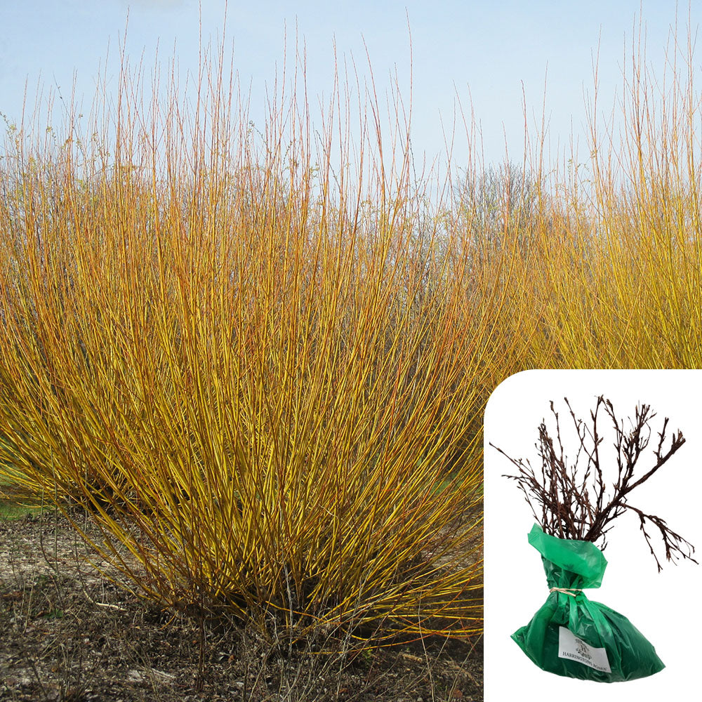 Cornus Stolonifera Flaviramea