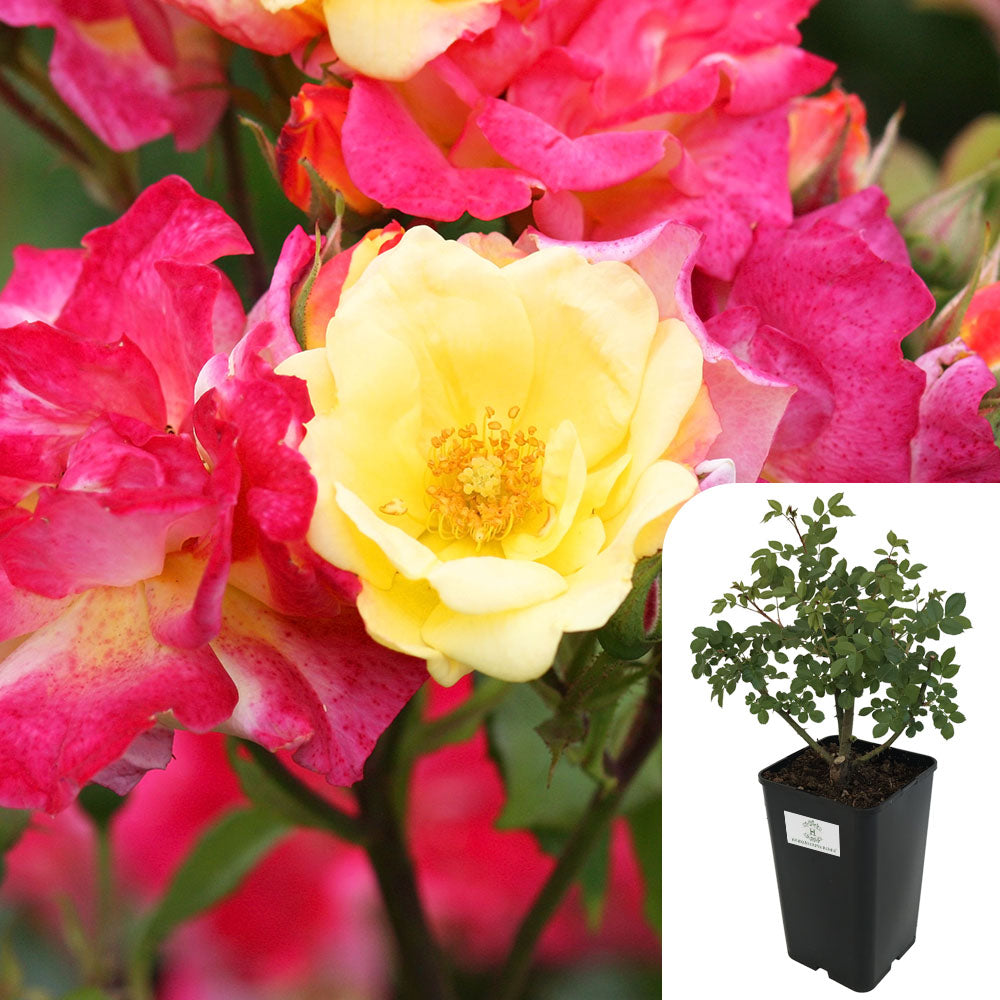 'Masquerade' Rose