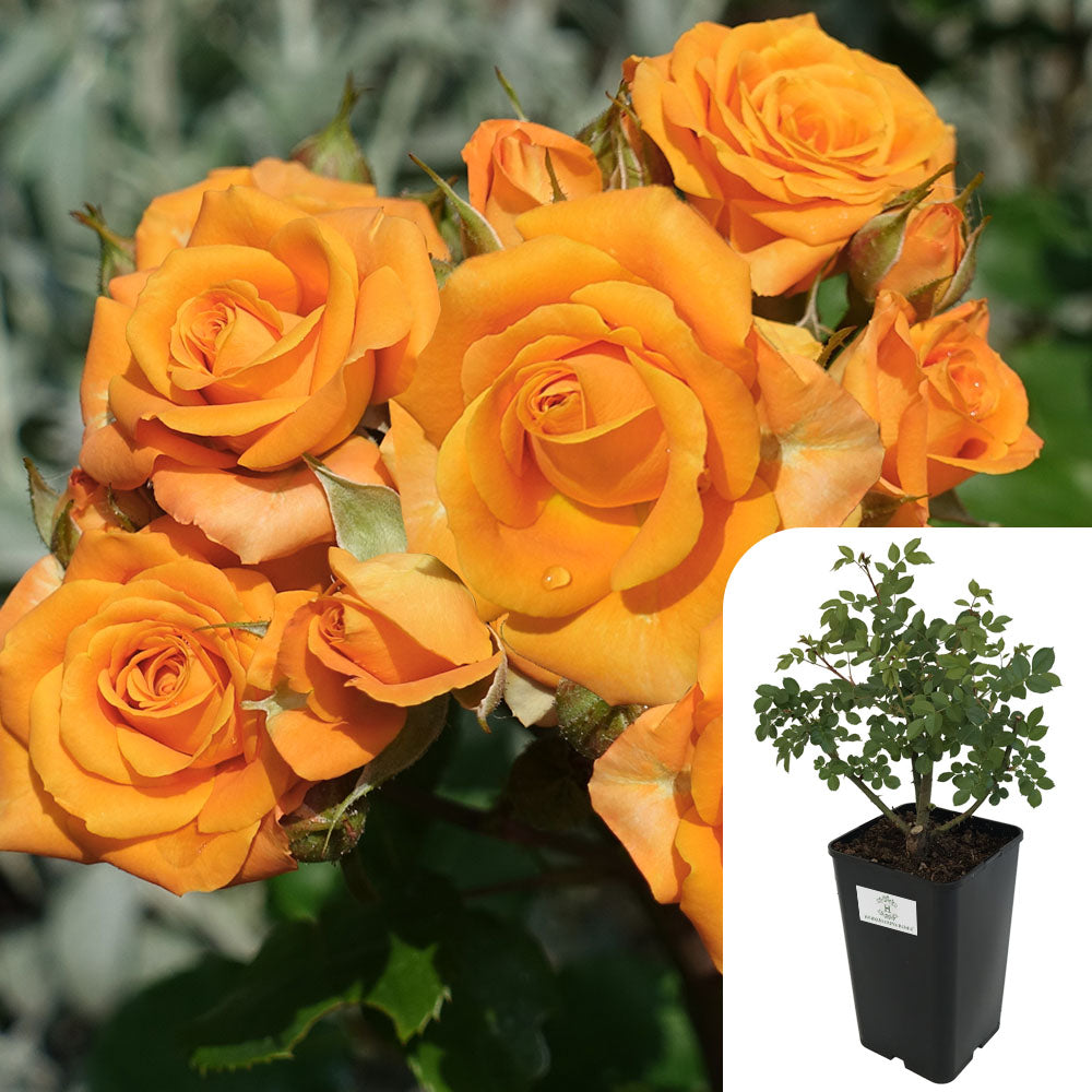 Rosa Simply the Best
