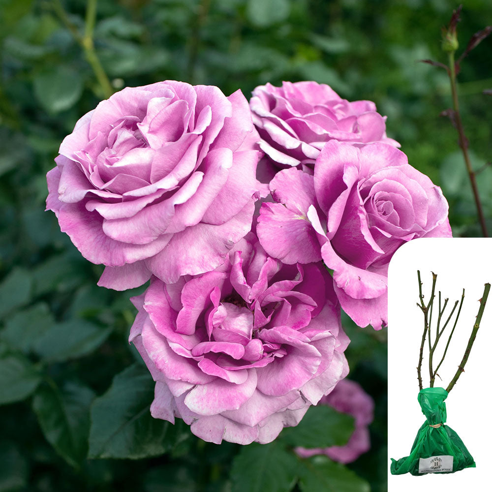 Rosa Harry Edland