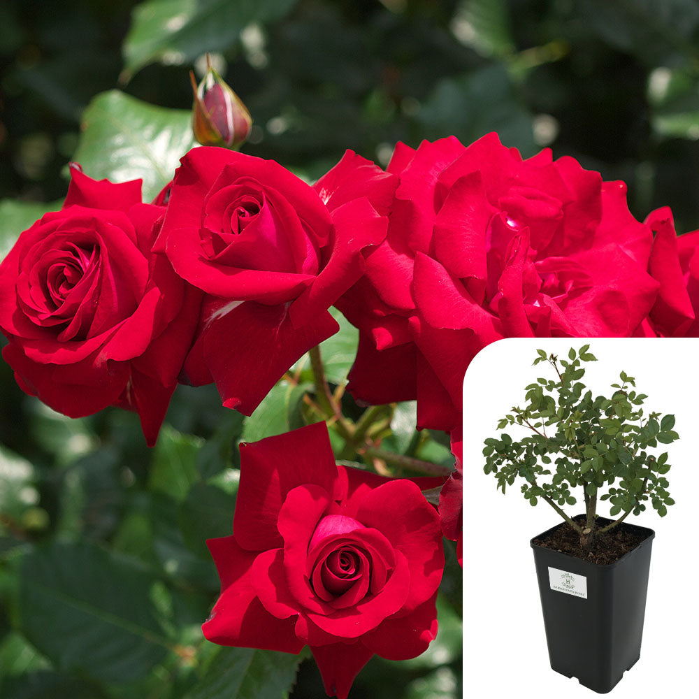 Dublin Bay Rose