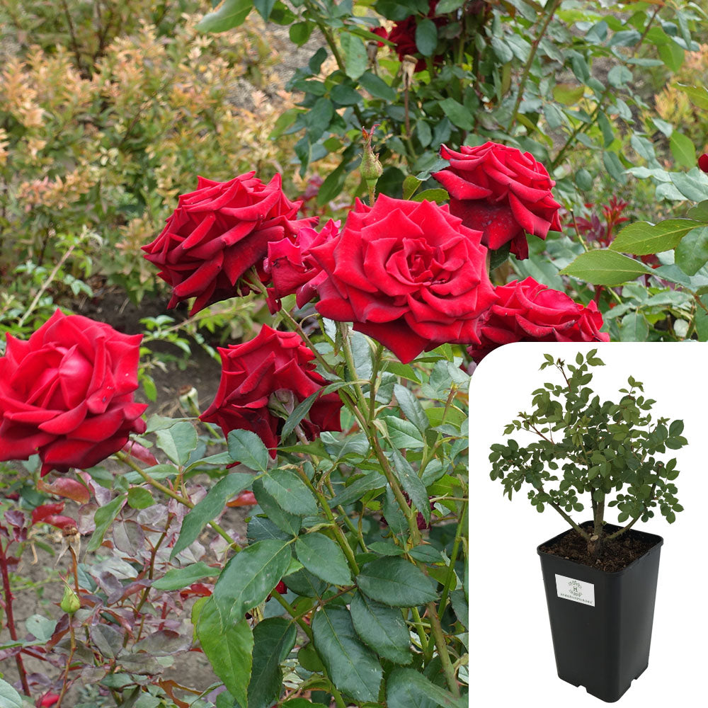 Rosa Loving Memory