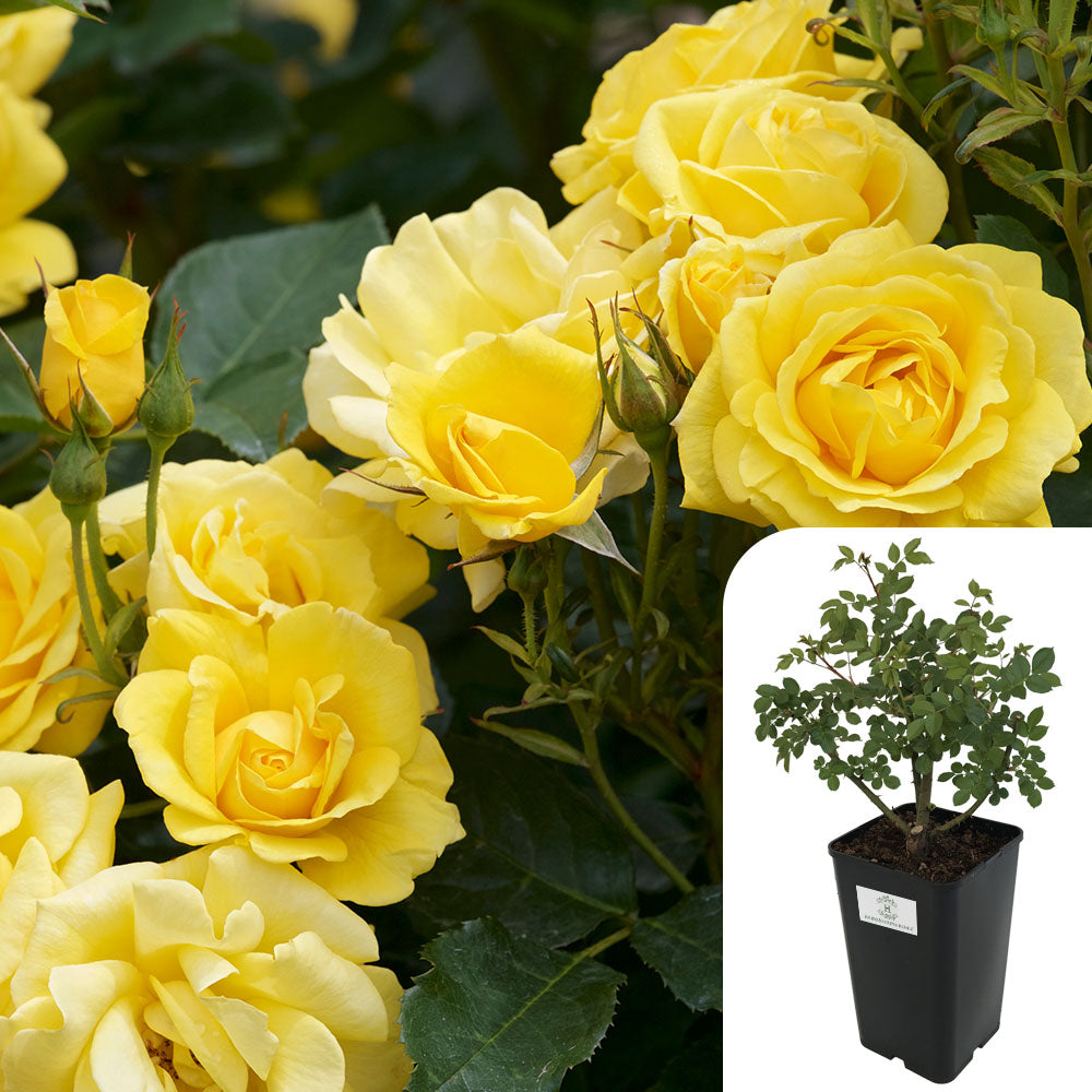 Rosa Freedom