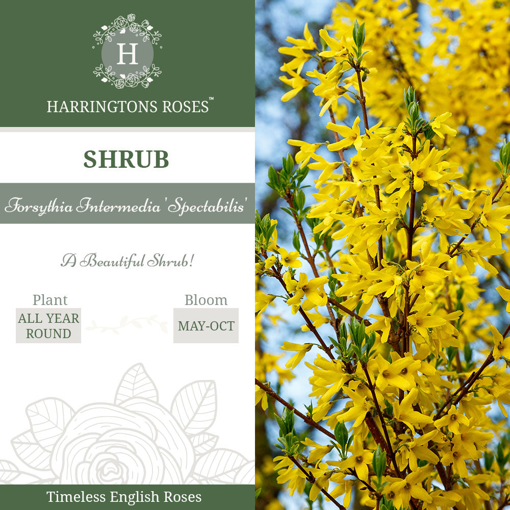 Rosa Forsythia intermedia 'Spectabilis'
