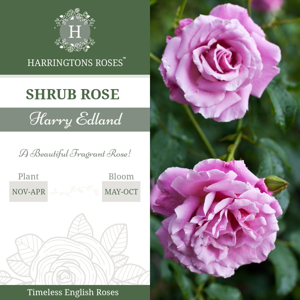 Rosa Harry Edland
