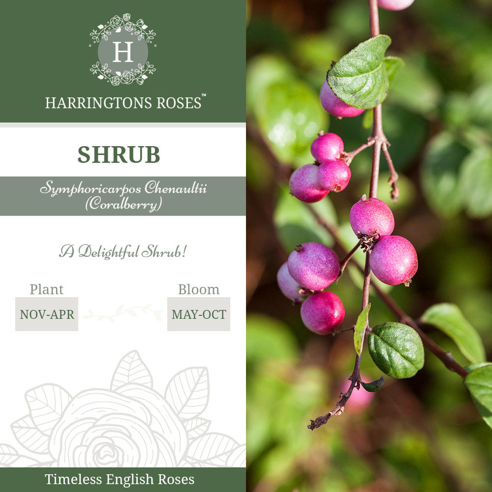 Rosa Symphoricarpos Chenaultii