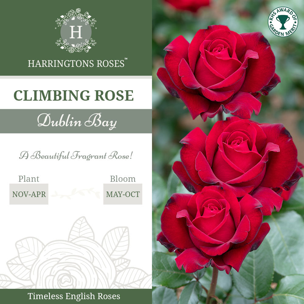 Dublin Bay Rose