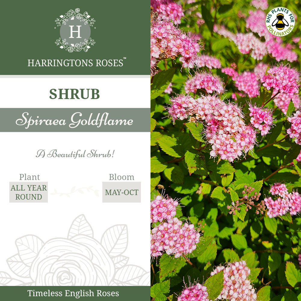Rosa Spirea Goldflame