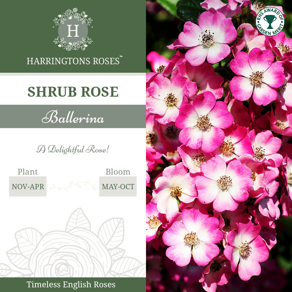 Rosa Ballerina