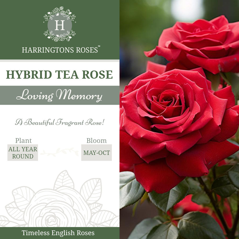 Rosa Loving Memory
