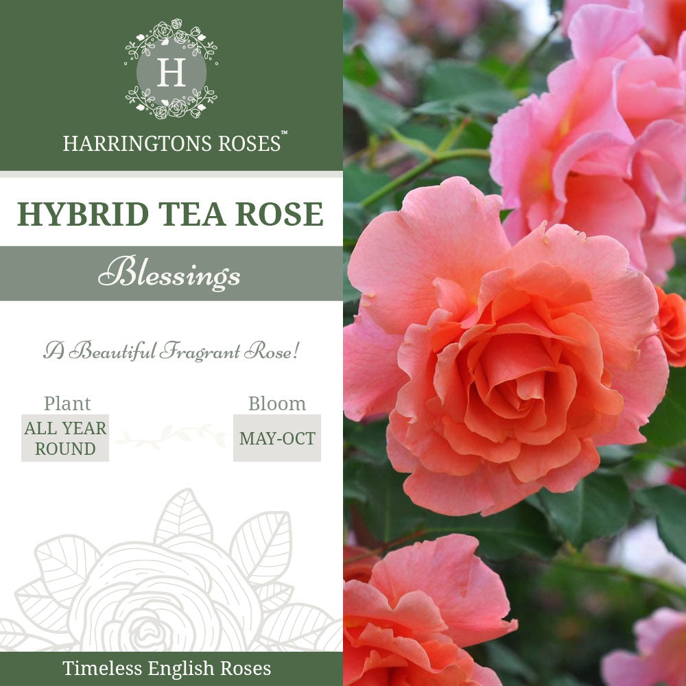 Rosa Blessings