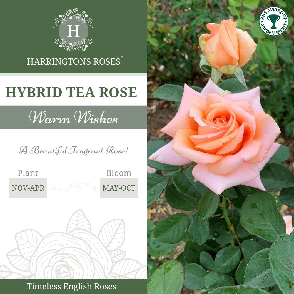 Rosa Warm Wishes