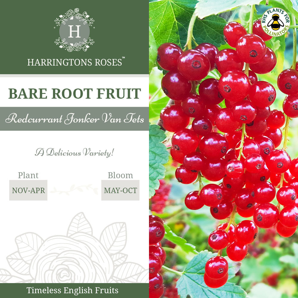 Redcurrant Jonker Van Tets