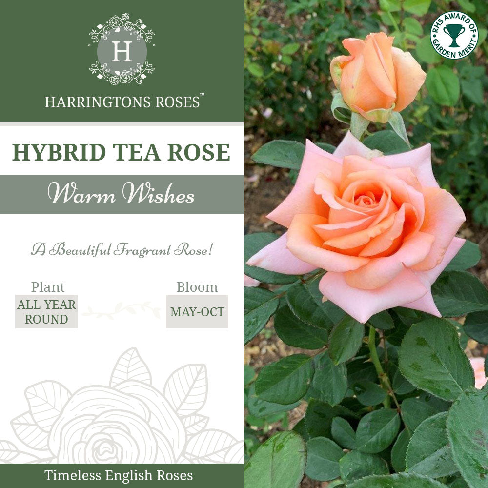 Rosa Warm Wishes