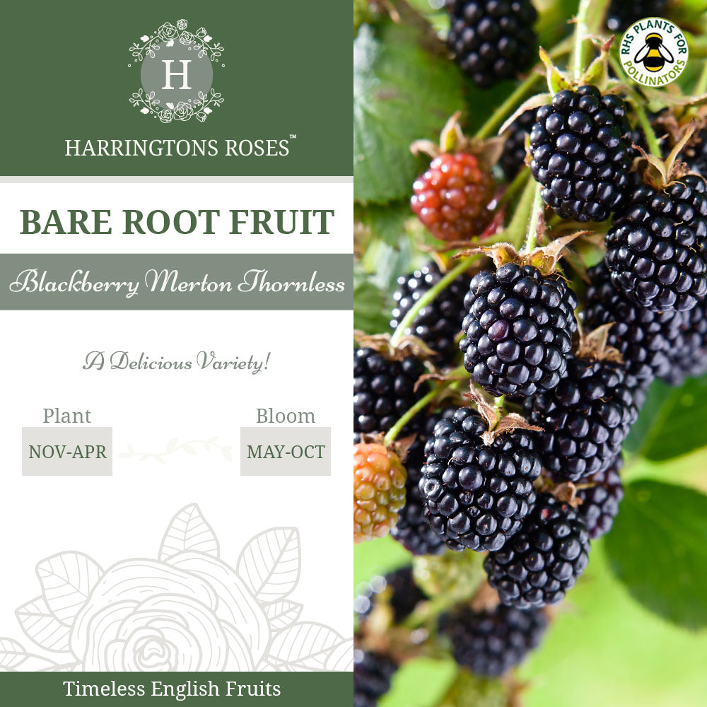 Blackberry Evergreen Thornless