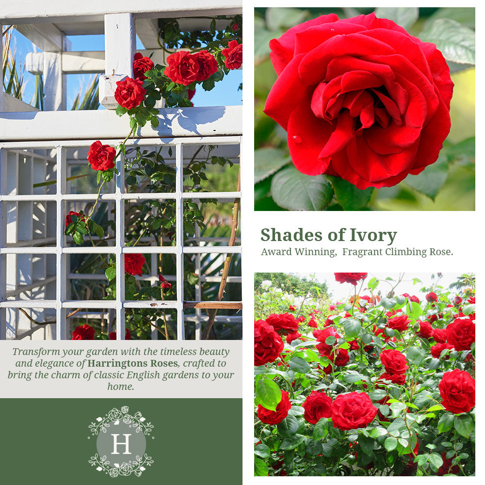 Rosa Paul’s Scarlet