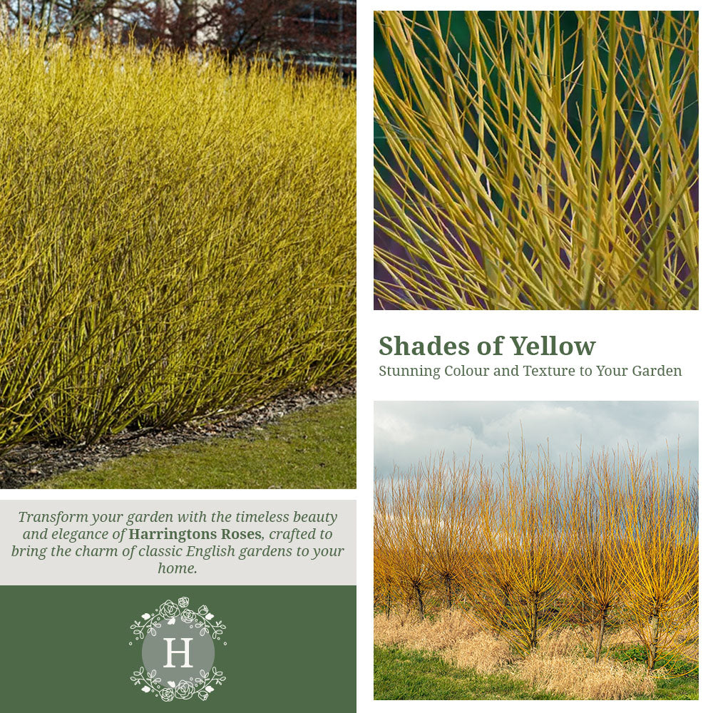 Cornus Stolonifera Flaviramea