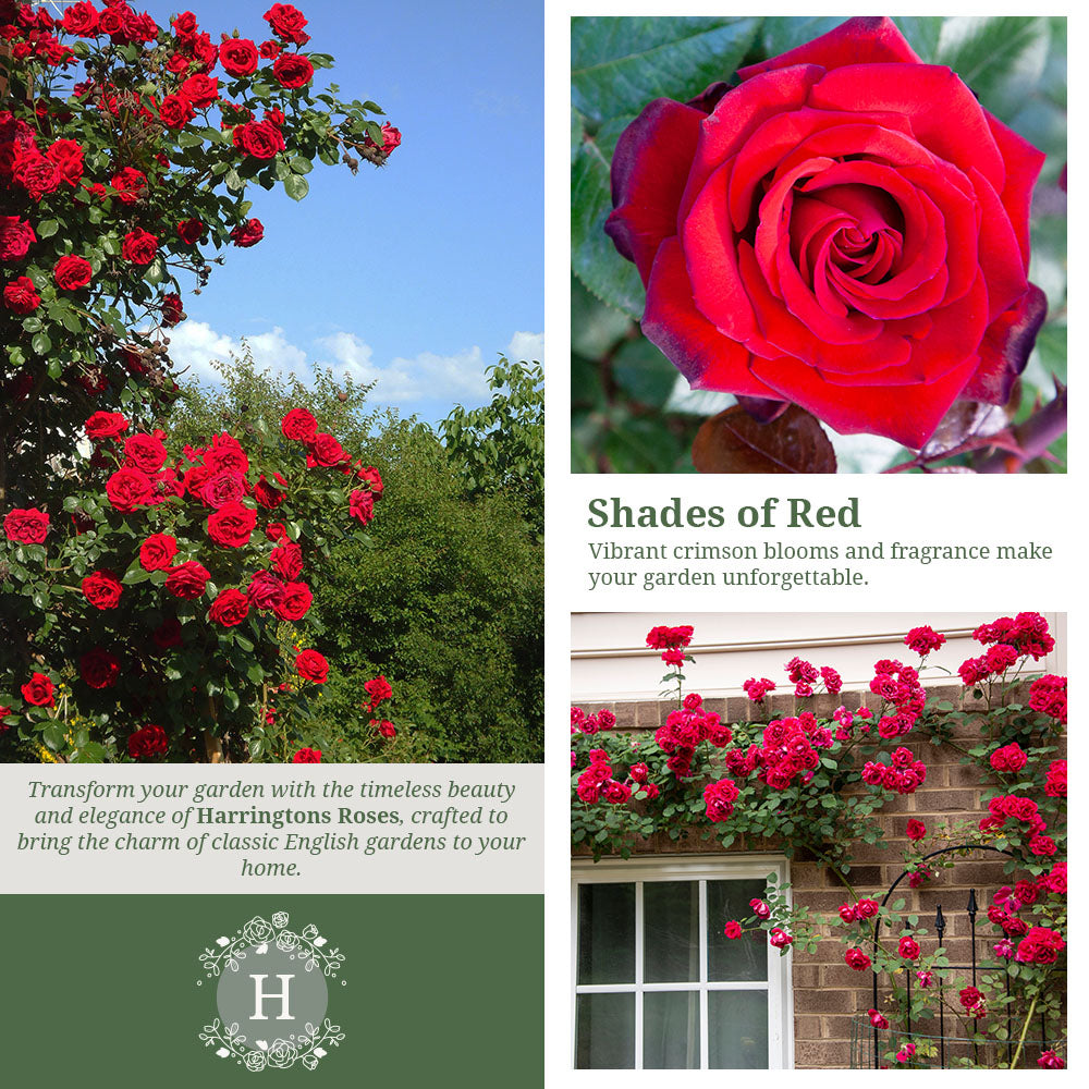 Guinee Rose