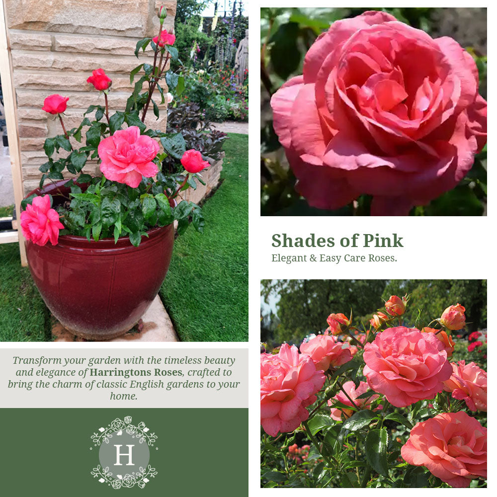 Rosa 'Special Anniversary'