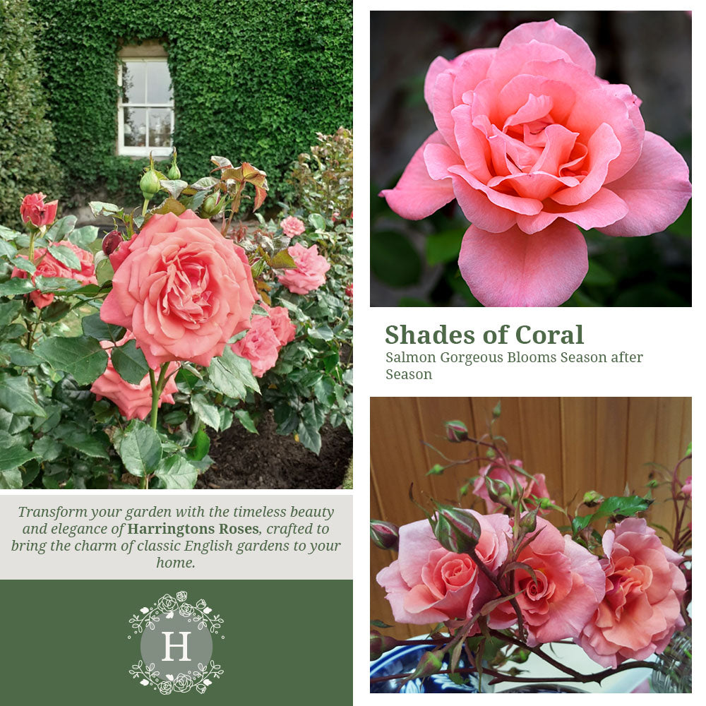 Rosa Blessings