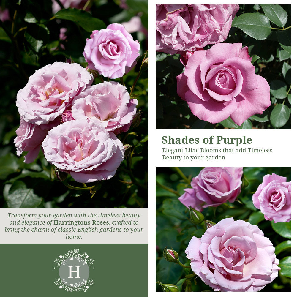 Rosa Harry Edland