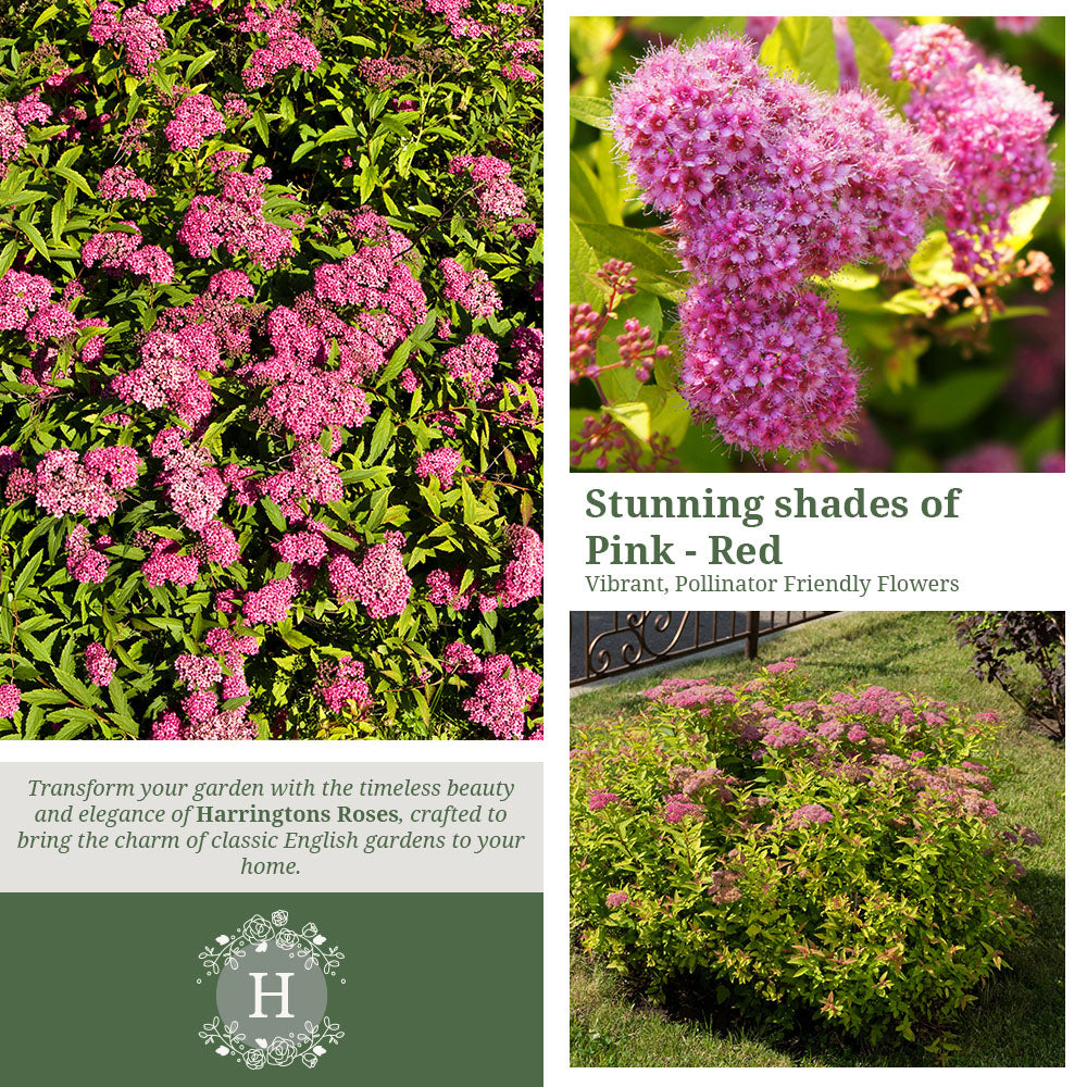 Rosa Spirea Goldflame