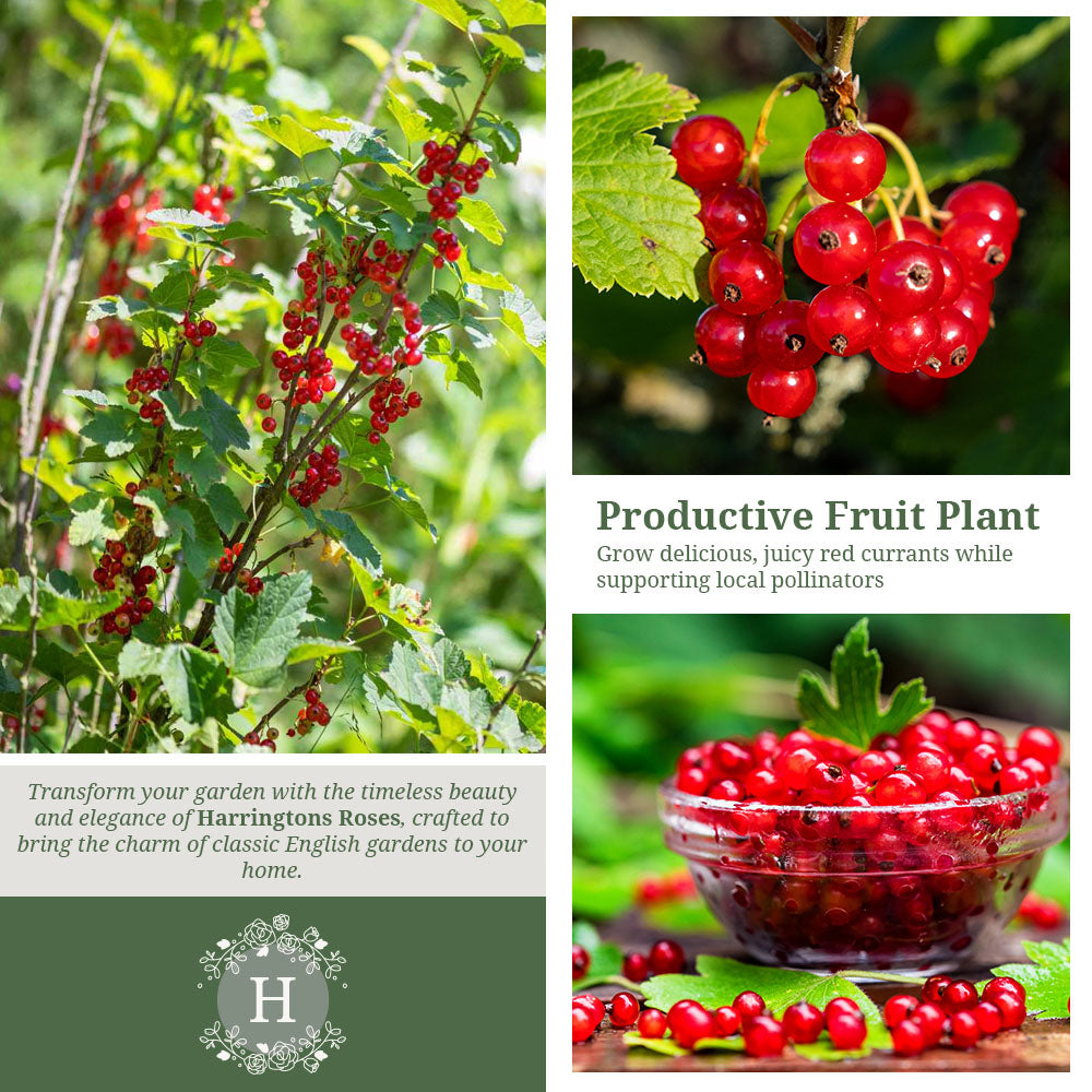 Redcurrant Jonker Van Tets