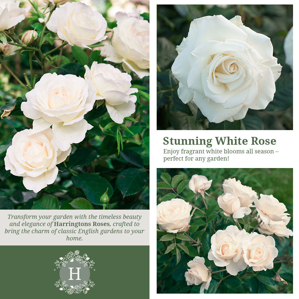 Rosa Iceberg