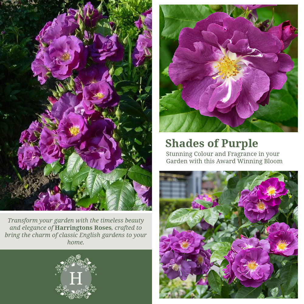 Rosa Rhapsody in Blue