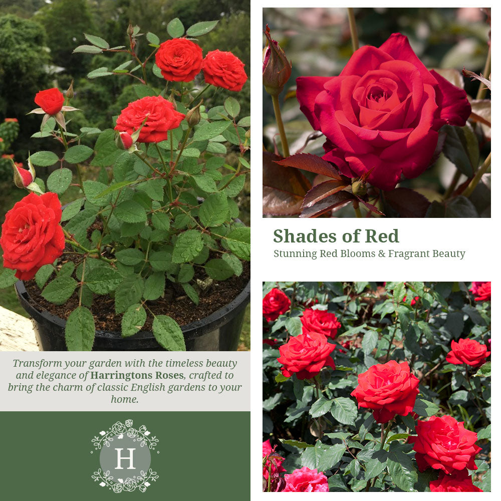 Rosa Loving Memory