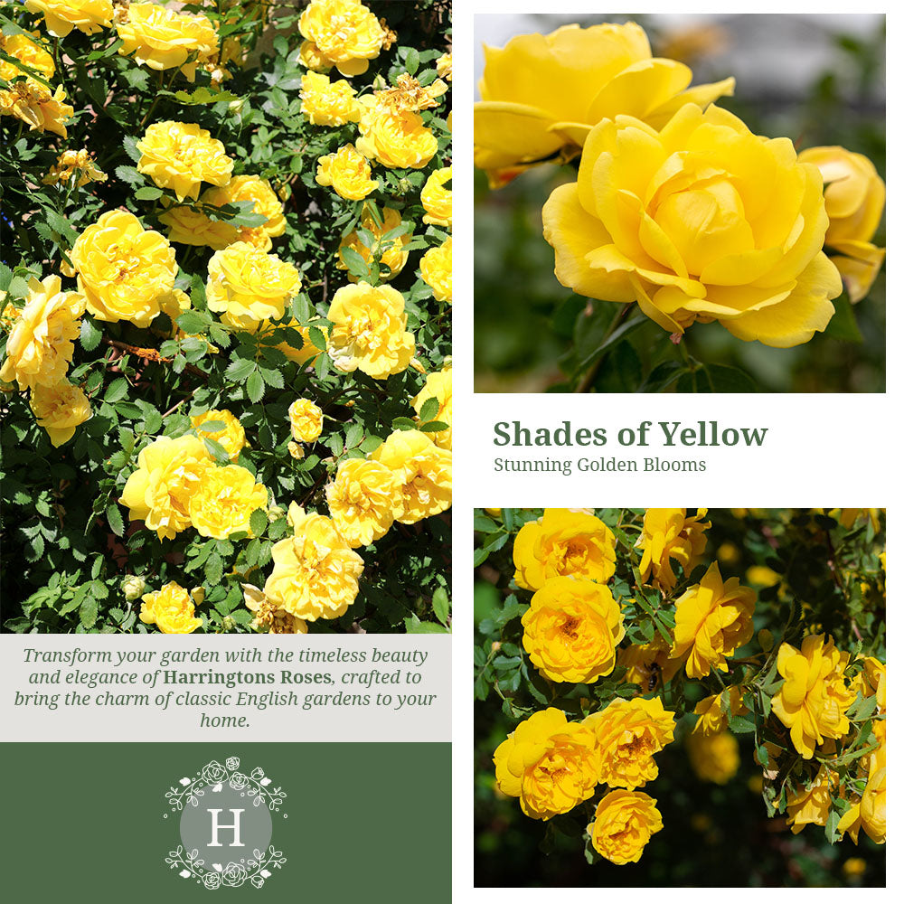 Golden Showers Rose