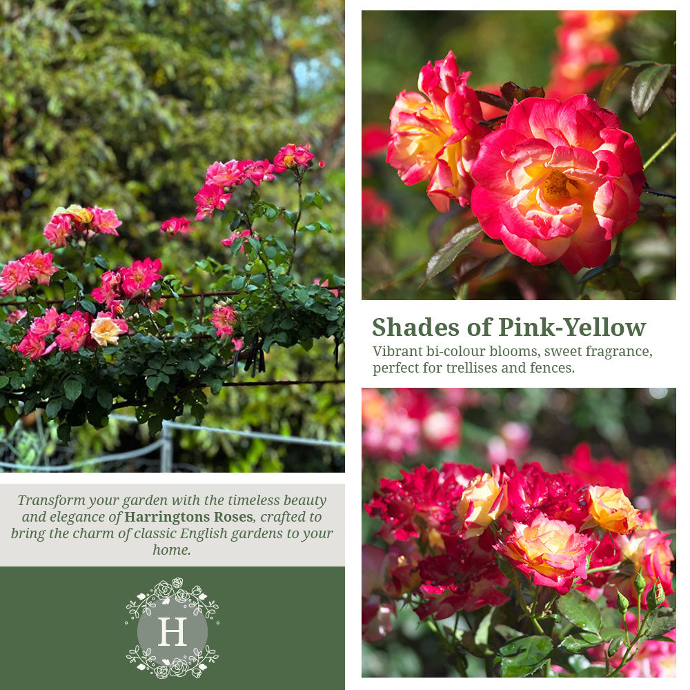 'Masquerade' Rose