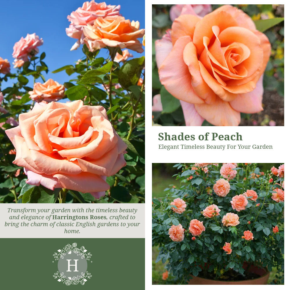 Rosa Warm Wishes