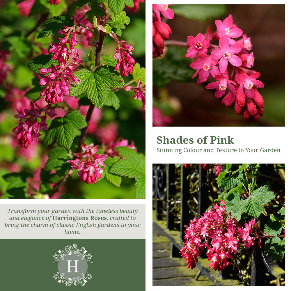 Ribes Sanguineum