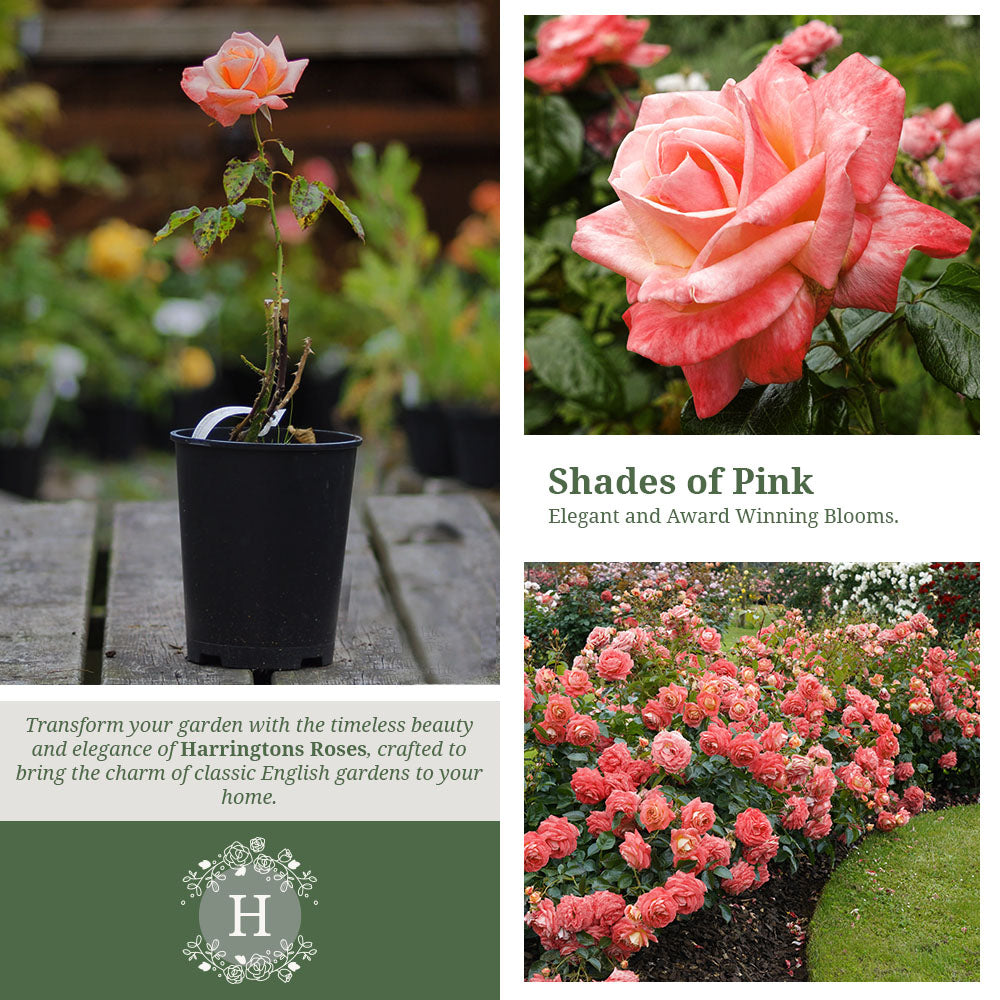 Rosa Silver Jubilee