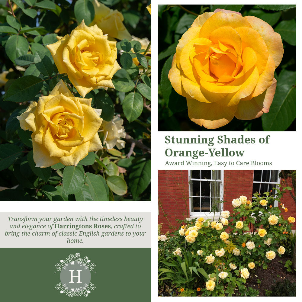 Rosa 'Arthur Bell'