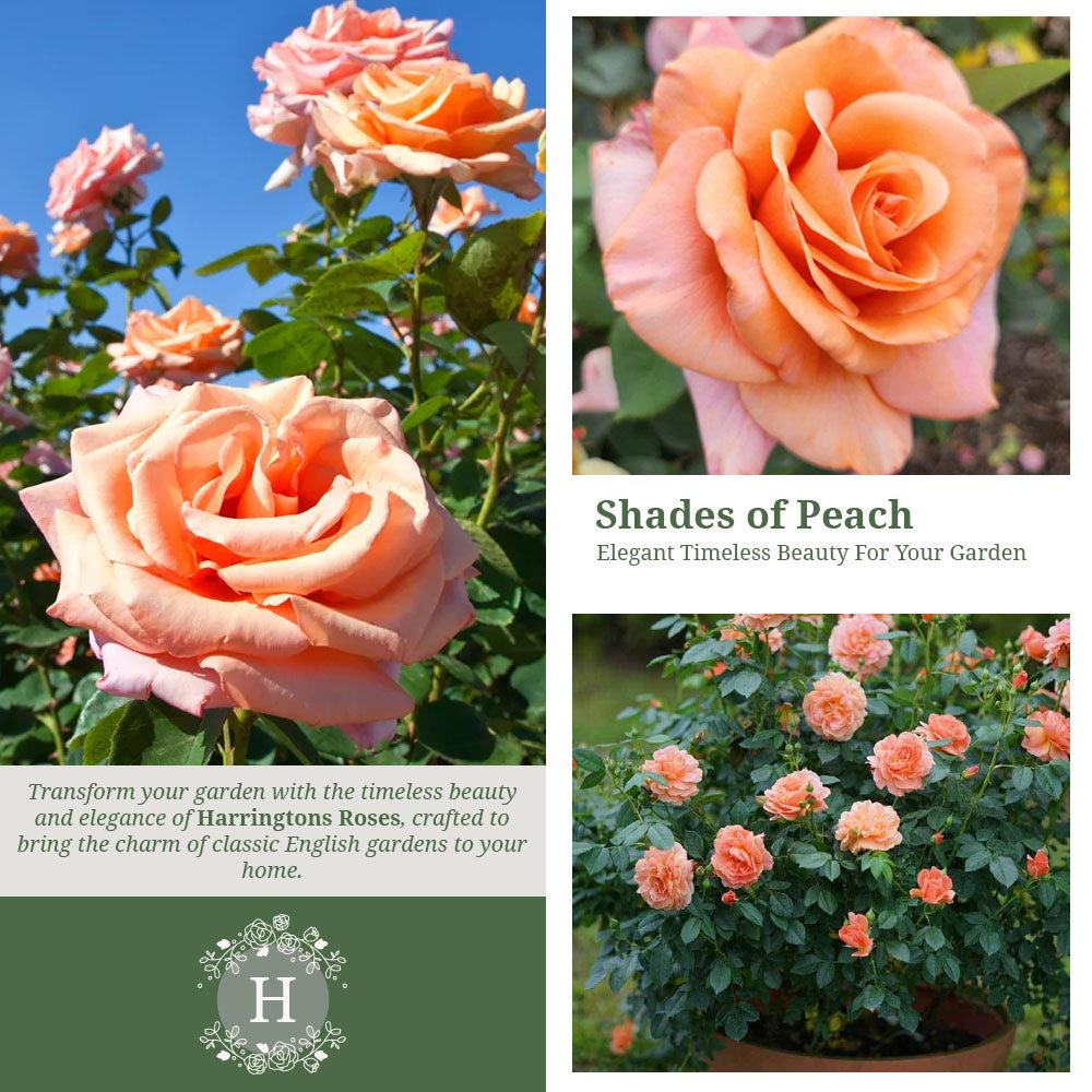Rosa Warm Wishes