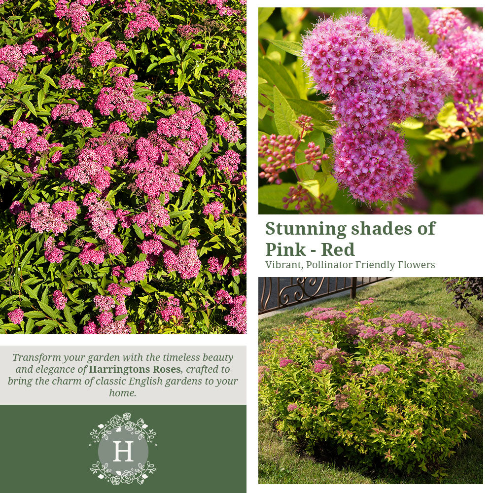 Rosa Spirea Goldflame