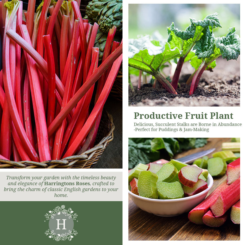 Rhubarb Timperley Early