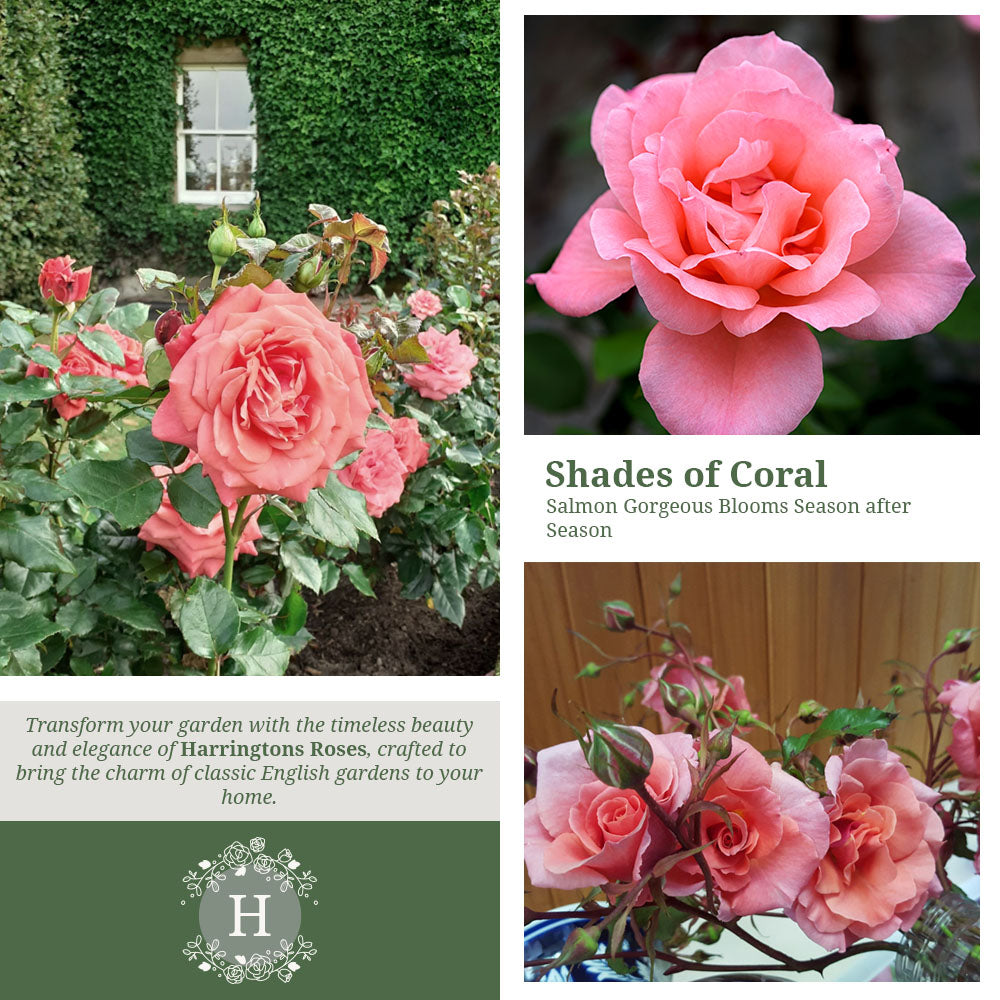 Rosa Blessings