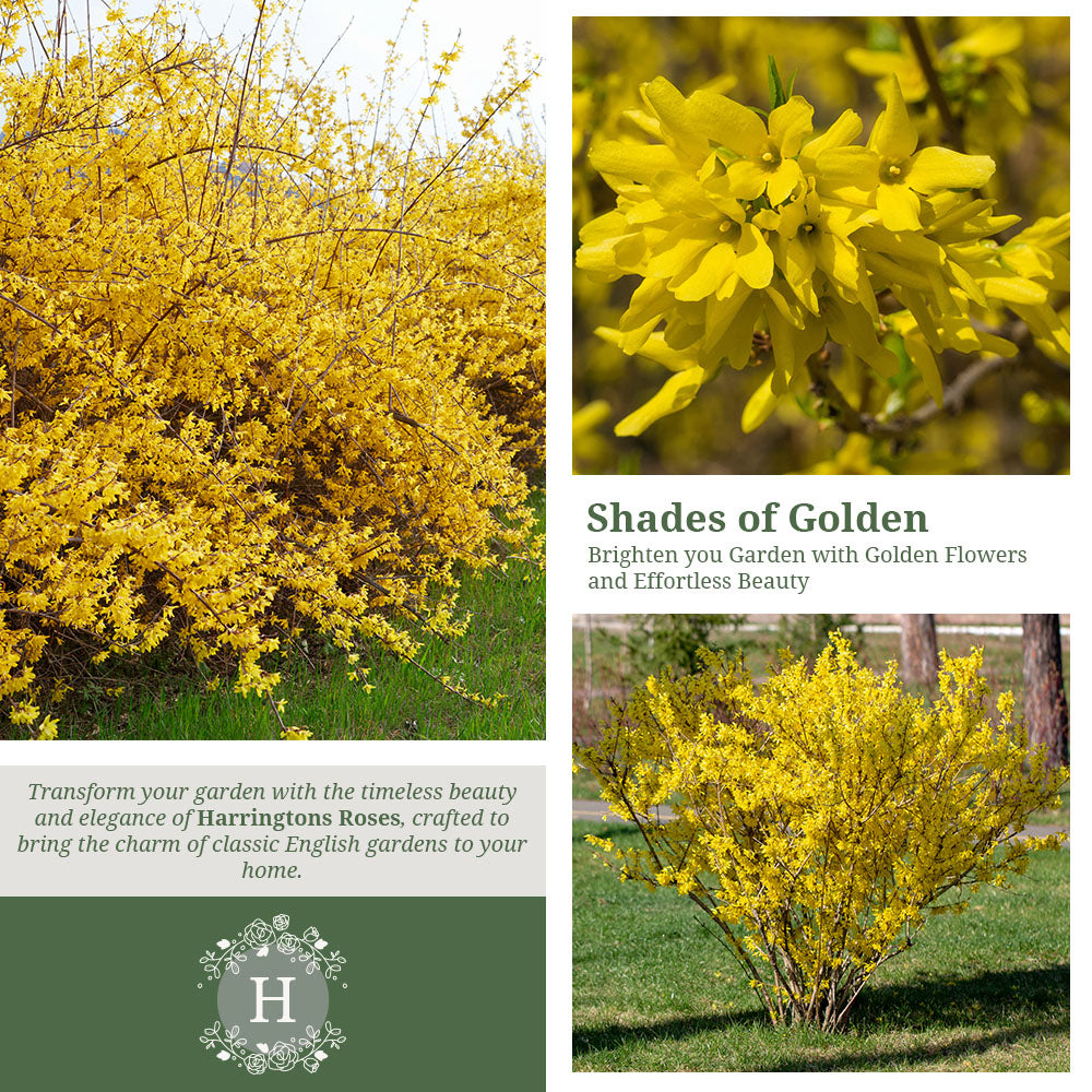Rosa Forsythia intermedia 'Spectabilis'