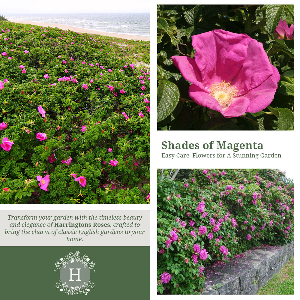 Rosa Rugosa 'Rubra'