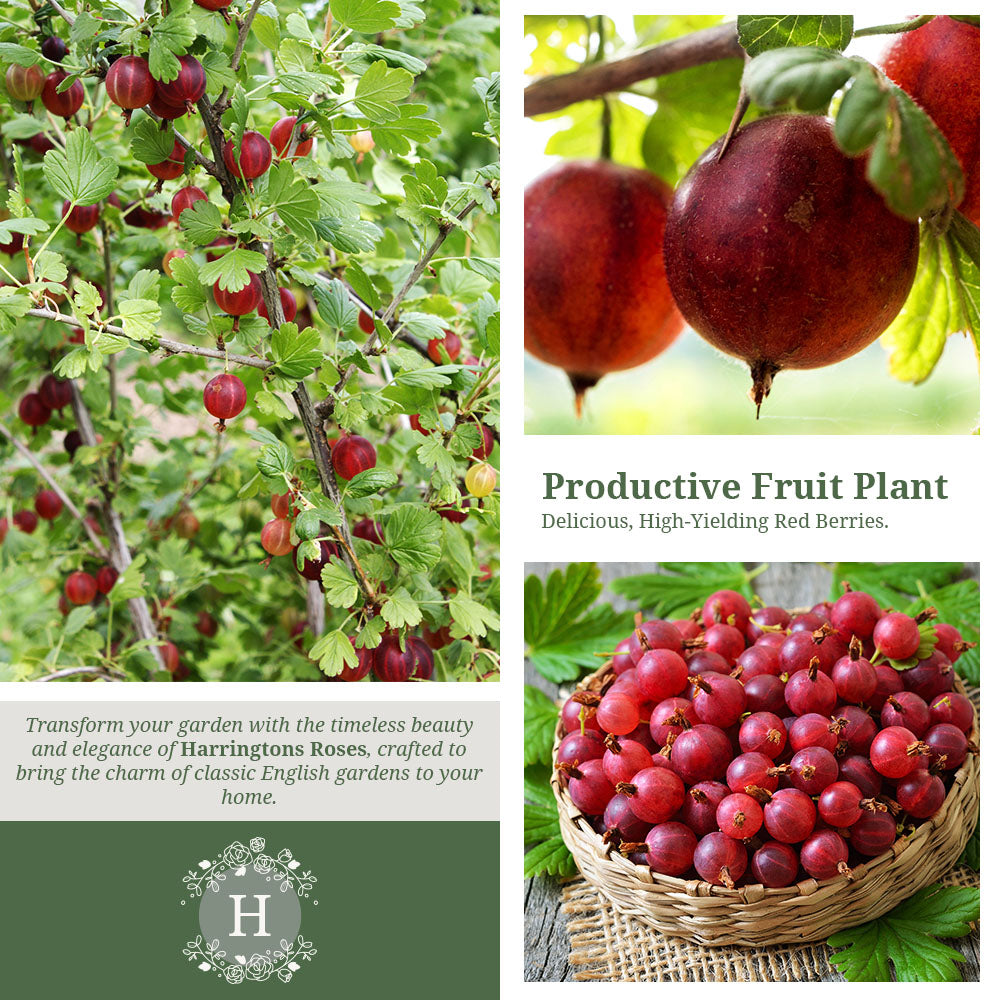 Gooseberry Hinomaki Red
