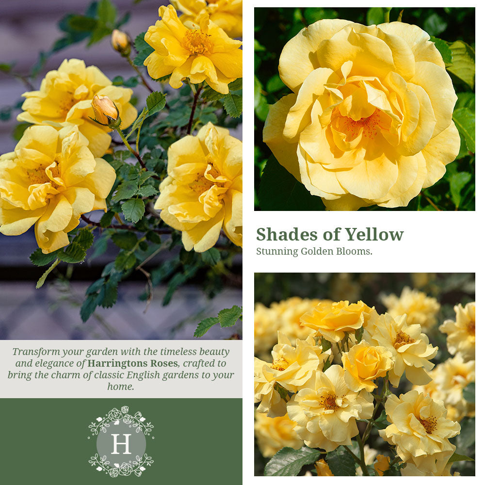 Maigold Rose