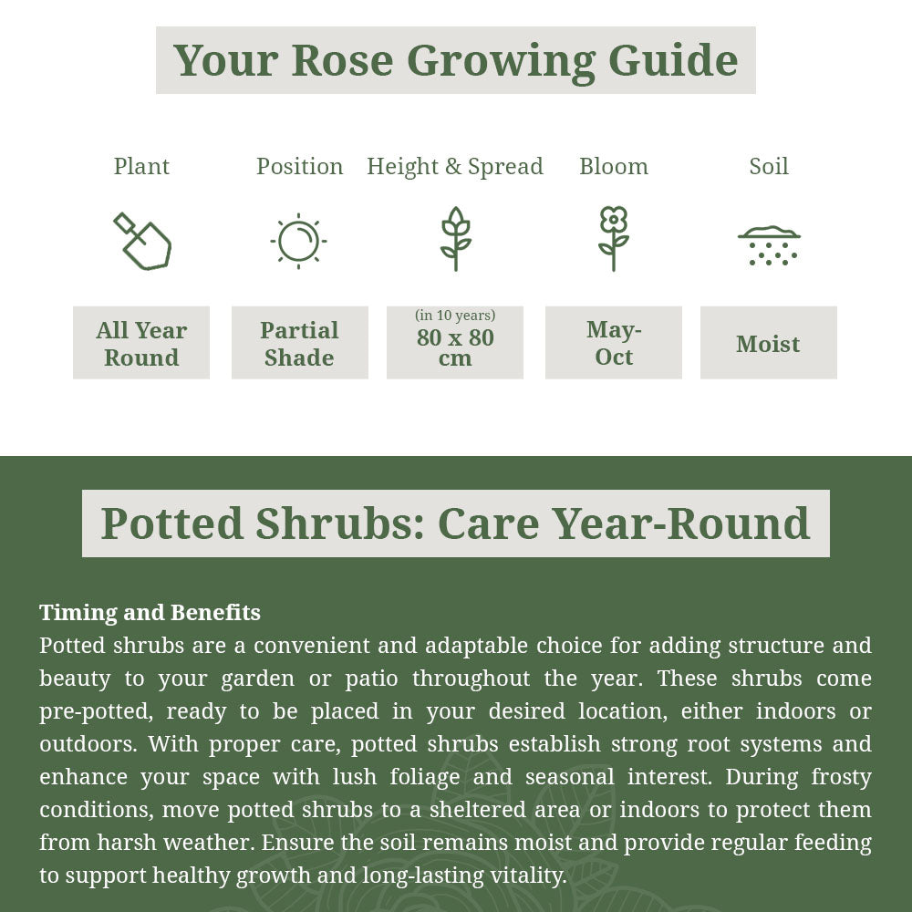 Rosa Spirea Goldflame