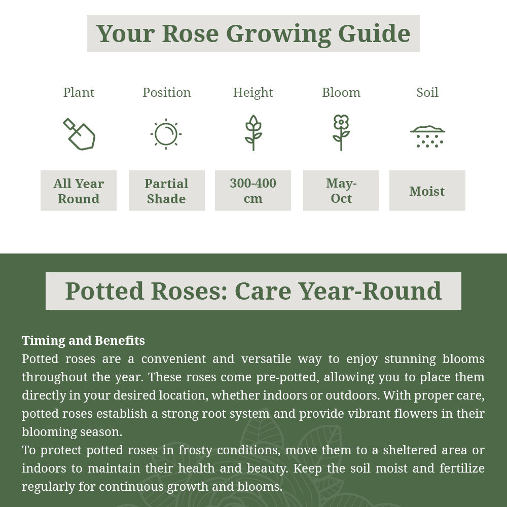 'Masquerade' Rose